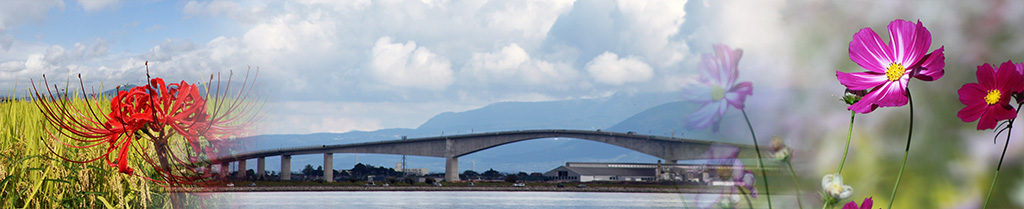 江島大橋・彼岸花・コスモス