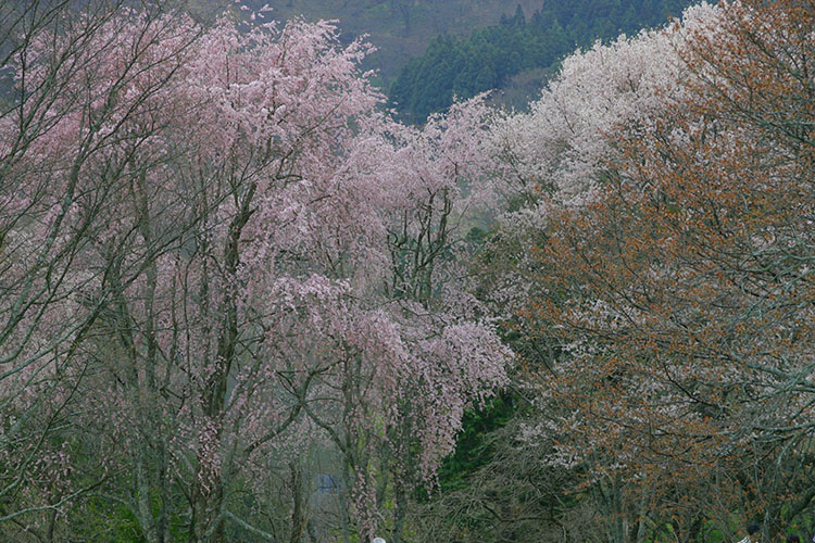 万博公園　桜2