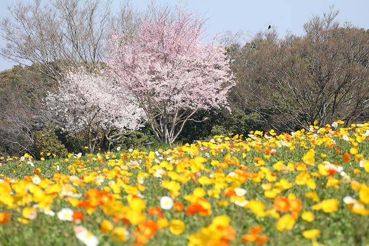 万博公園　桜