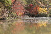 紅葉１０　神戸森林公園