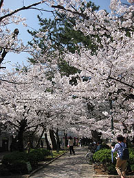 桜満開「花のみち」